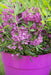 Får Laurel 'Rubra' - ↨20Cm - Ø15Cm - Blomstrende Udendørs Plante