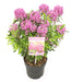 Får Laurel 'Rubra' - ↨20Cm - Ø15Cm - Blomstrende Udendørs Plante