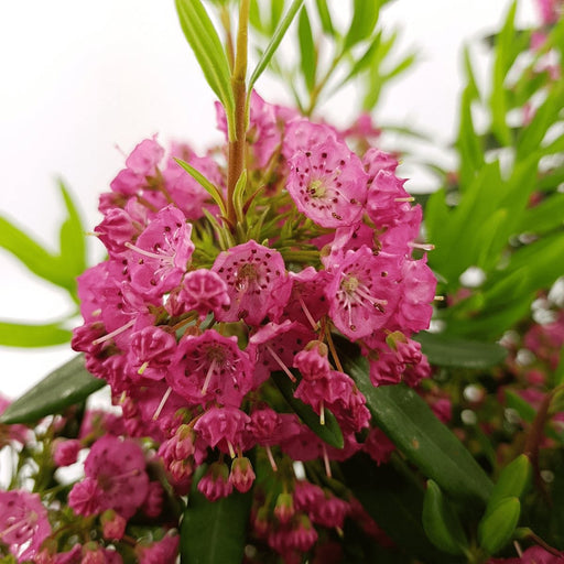Får Laurel 'Rubra' - ↨20Cm - Ø15Cm - Blomstrende Udendørs Plante