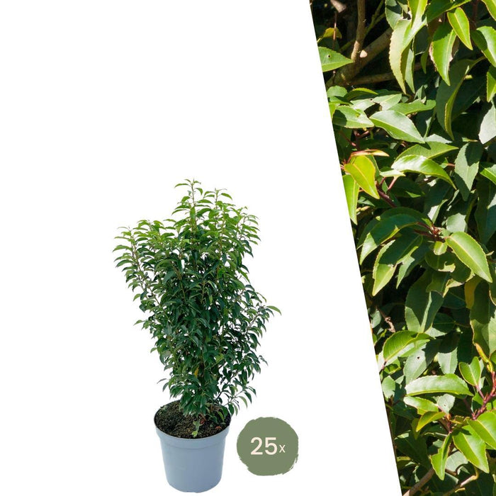 Portugisisk Laurbær H100Cm Til 10 Lineære Meter Hæk 25X12L