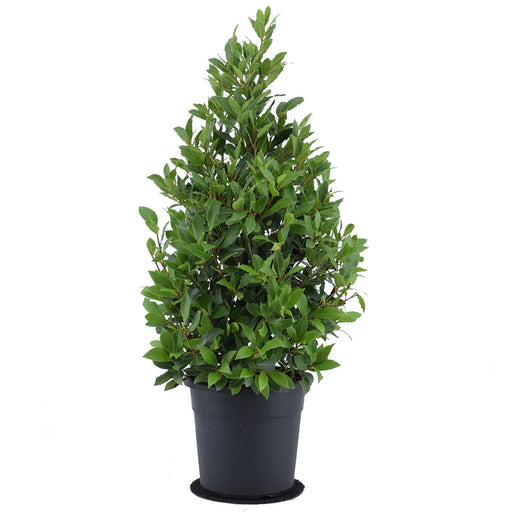 Laurierbladssauce - Laurus Nobilis Piramide