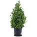 Laurierbladssauce - Laurus Nobilis Piramide