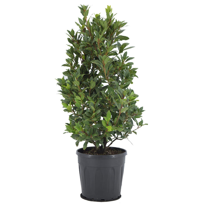 Laurierbladssauce - Laurus Nobilis Struik