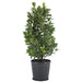 Laurierbladssauce - Laurus Nobilis Struik