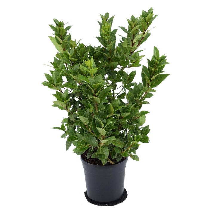 Laurierbladssauce - Laurus Nobilis Struik