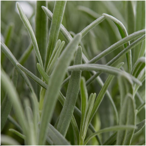 Lavendel Angustifolia - 12 Pakker Af 6