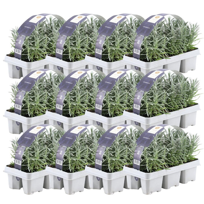 Lavendel Angustifolia - 12 Pakker Af 6