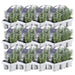 Lavendel Angustifolia - 12 Pakker Af 6