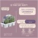 Lavendel Angustifolia - 12 Pakker Af 6