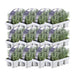 Lavendel Angustifolia - 12 Pakker Af 6
