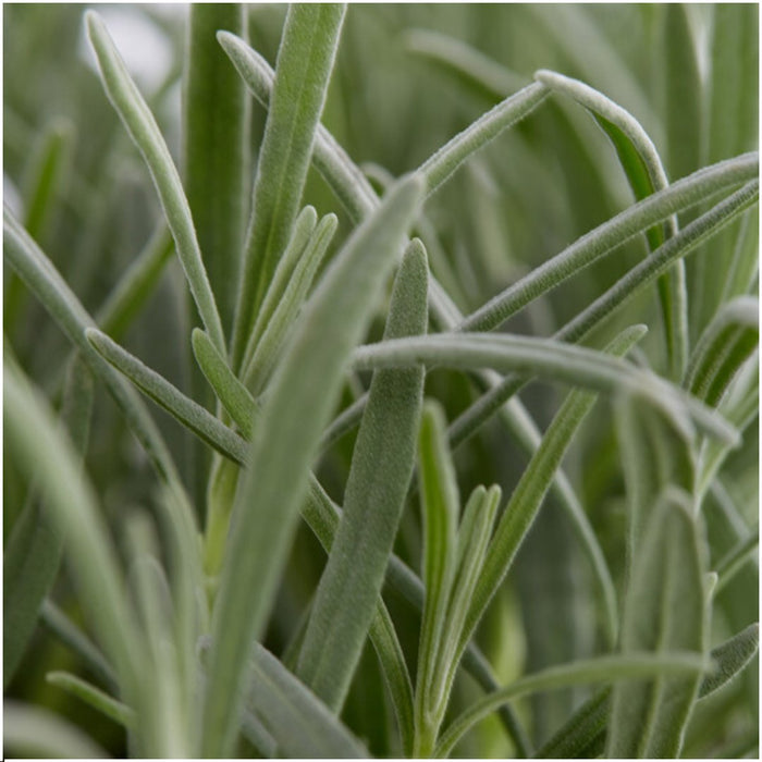 Lavendel Angustifolia - 4 Pakker Af 6