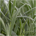Lavendel Angustifolia - 4 Pakker Af 6