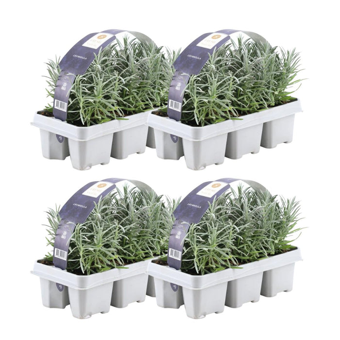 Lavendel Angustifolia - 4 Pakker Af 6