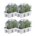 Lavendel Angustifolia - 4 Pakker Af 6
