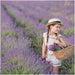 Lavendel Angustifolia - 4 Pakker Af 6