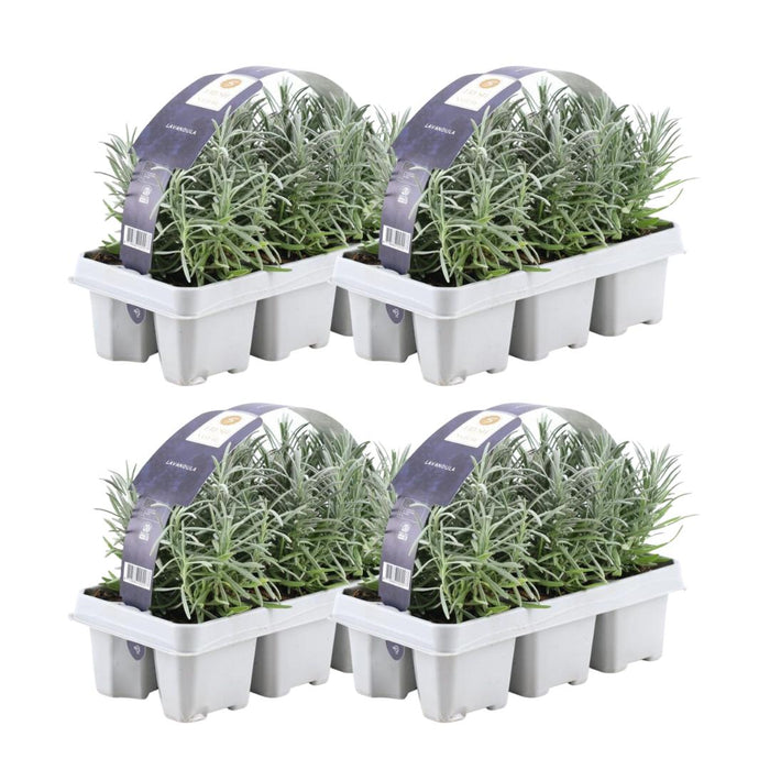 Lavendel Angustifolia - 4 Pakker Af 6