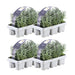 Lavendel Angustifolia - 4 Pakker Af 6