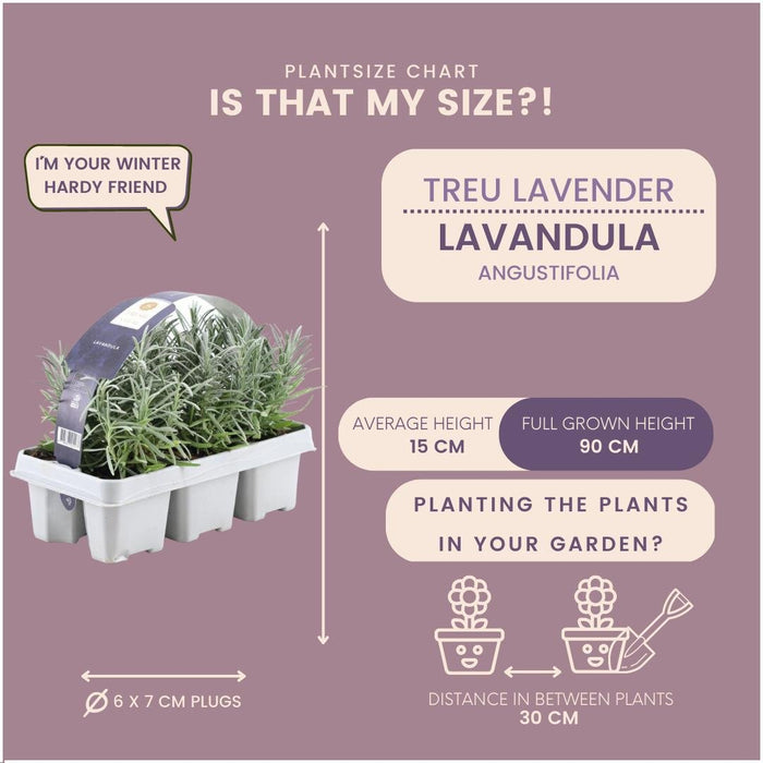 Lavendel Angustifolia - 6 X D7Cm - H15 Cm