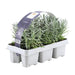 Lavendel Angustifolia - 6 X D7Cm - H15 Cm