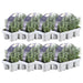 Lavendel Angustifolia - 8 Pakker Af 6