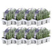 Lavendel Angustifolia - 8 Pakker Af 6