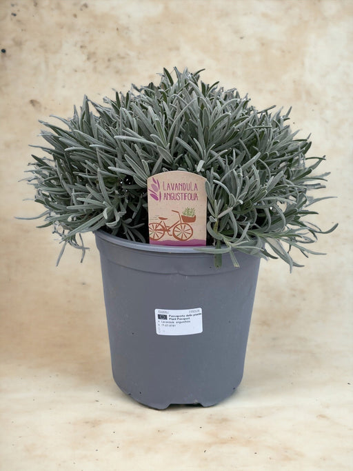 Lavendel Angustifolia D18Cm H45Cm