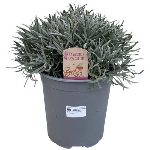 Lavendel Angustifolia D18Cm H45Cm