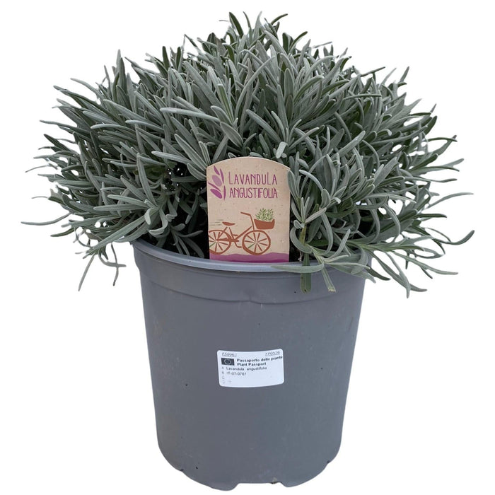 Lavendel Angustifolia D18Cm H45Cm
