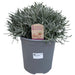 Lavendel Angustifolia D18Cm H45Cm