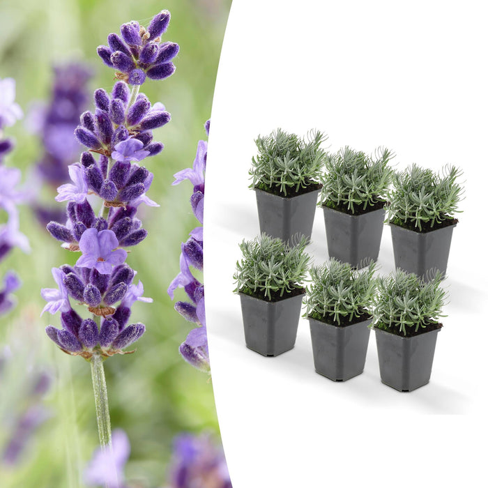 Lavendel 'Hidcote' - Sæt Med 6 Stk