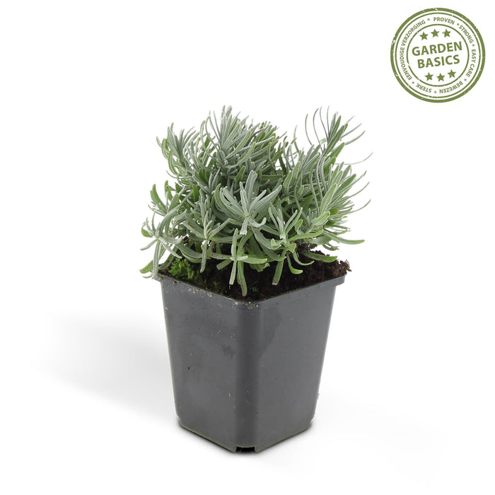 Lavendel 'Hidcote' - Sæt Med 6 Stk