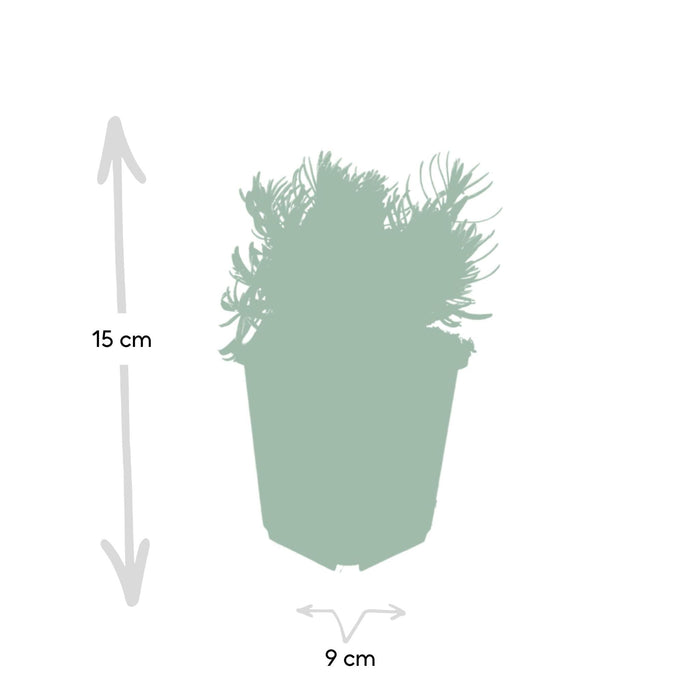Lavendel 'Hidcote' - Sæt Med 6 Stk