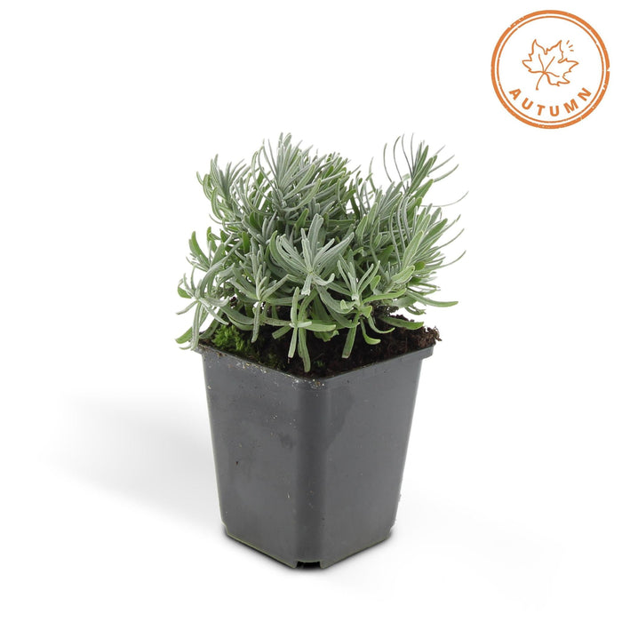 Lavendel 'Hidcote' - Sæt Med 6 Stk