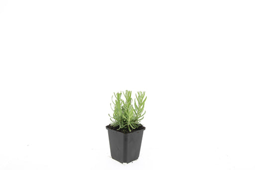 Lavendel 'Hidcote' - Sæt Med 6 Stk