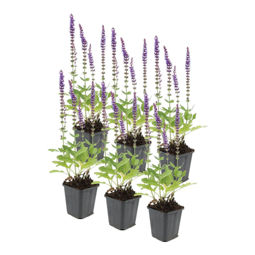 Lavendel 'Ostfriesland' - Sæt Med 6 Stk