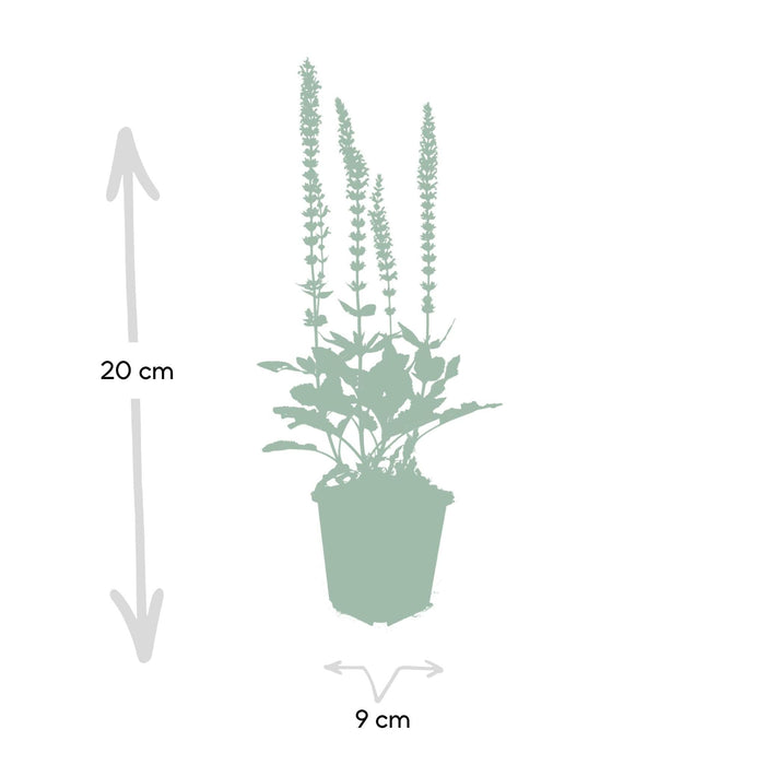 Lavendel 'Ostfriesland' - Sæt Med 6 Stk