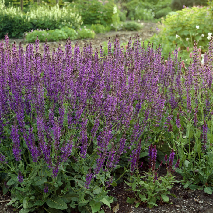 Lavendel 'Ostfriesland' - Sæt Med 6 Stk