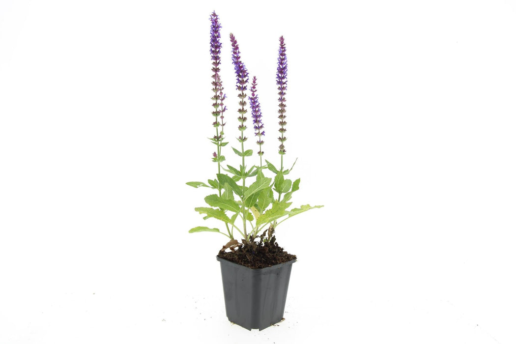 Lavendel 'Ostfriesland' - Sæt Med 6 Stk