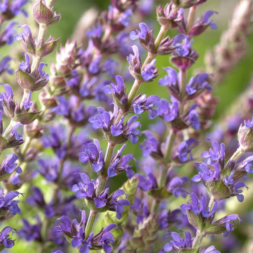 Lavendel 'Ostfriesland' - Sæt Med 6 Stk