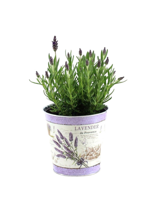 Lavendel St. 'Anouk' Og Zink Pot