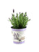 Lavendel St. 'Anouk' Og Zink Pot