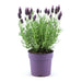 Lavendel Stoechas Anouk® Sæt Med 6 - D12 Cm - Blomstrende Udendørs Plante