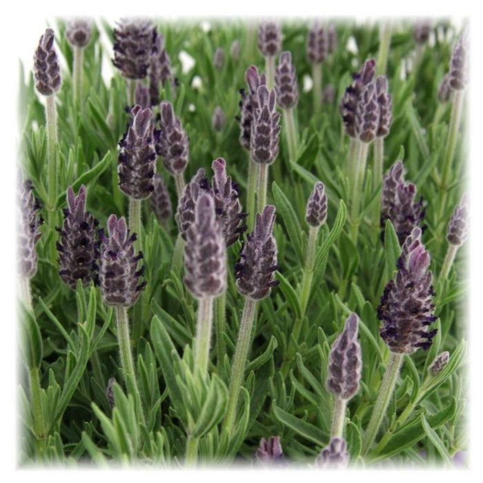 Lavendel Stoechas Anouk® Sæt Med 6 - D12 Cm - Blomstrende Udendørs Plante