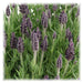 Lavendel Stoechas Anouk® Sæt Med 6 - D12 Cm - Blomstrende Udendørs Plante
