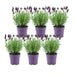 Lavendel Stoechas Anouk® Sæt Med 6 - D12 Cm - Blomstrende Udendørs Plante