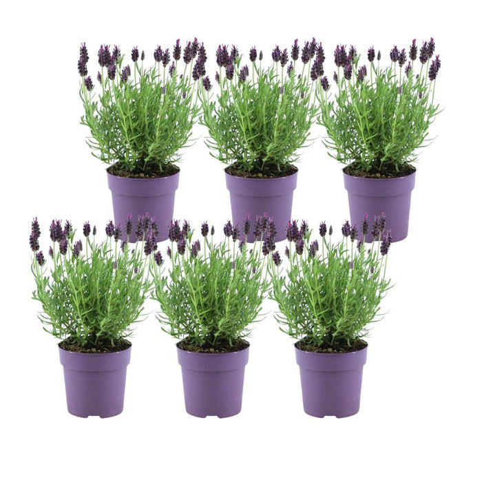 Lavendel Stoechas Anouk® Sæt Med 6 - D12 Cm - Blomstrende Udendørs Plante