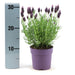 Lavendel Stoechas Anouk® Sæt Med 6 - D12 Cm - Blomstrende Udendørs Plante