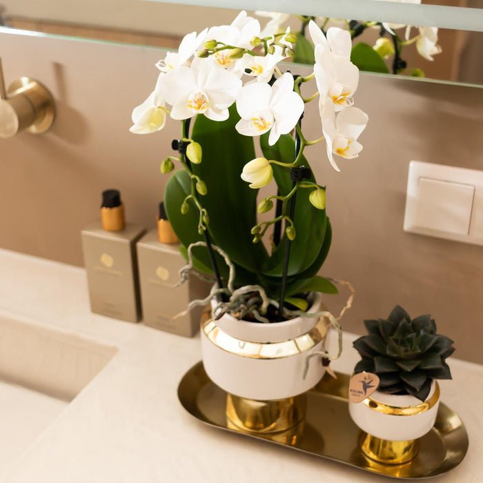 Le Chic Bloempot - Hvid Gryde Med Gulddetaljer