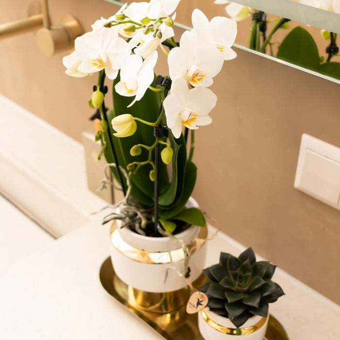 Le Chic Bloempot - Hvid Gryde Med Gulddetaljer