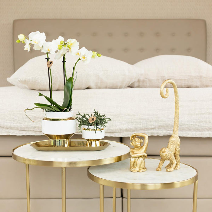 Le Chic Bloempot - Hvid Gryde Med Gulddetaljer